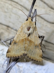 Heliothis