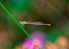 Oxyagrion
