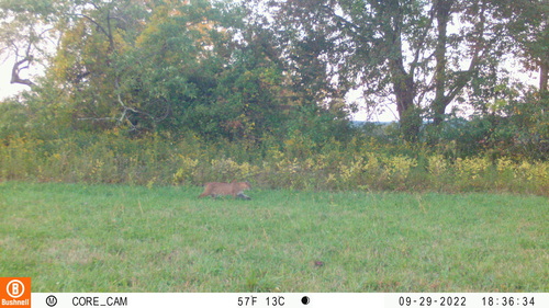 Bobcat photographed in Connecticut