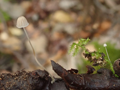 Mycena tenerrima