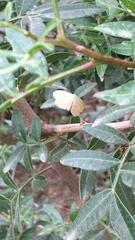 Idaea consanguinaria