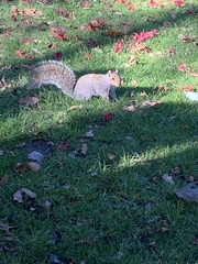 Sciurus carolinensis