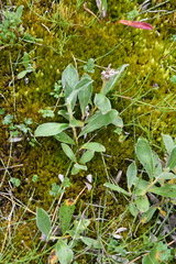 Salix glauca