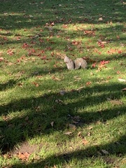 Sciurus carolinensis