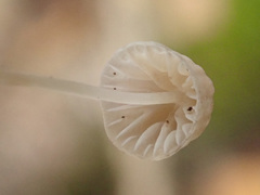 Mycena tenerrima