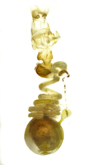 Helvibotys helvialis