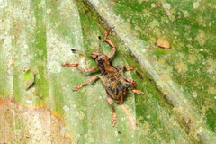 Rhigus vespertilio
