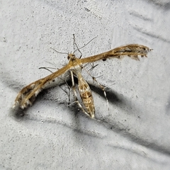 Oxyptilini