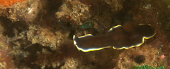 Pseudoceros prudhoei