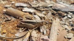 Eyprepocnemis smaragdipes