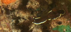 Pseudoceros prudhoei