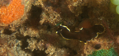 Pseudoceros prudhoei