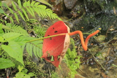 Anthurium