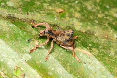 Rhigus vespertilio