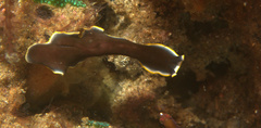 Pseudoceros prudhoei