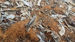 Eyprepocnemis smaragdipes