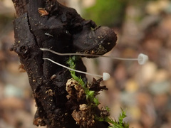 Mycena tenerrima