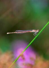 Oxyagrion