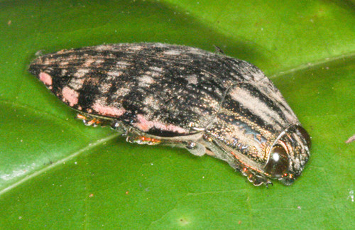 Buprestidae