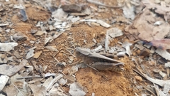 Eyprepocnemis smaragdipes