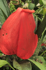 Anthurium