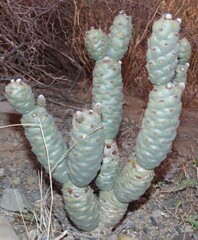 Tephrocactus