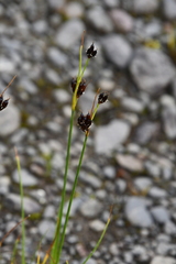 Juncus castaneus