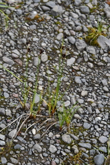 Juncus castaneus
