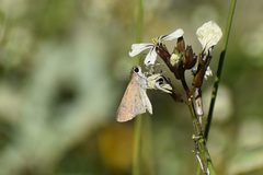 Lerodea eufala eufala