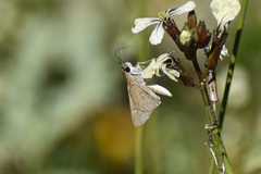 Lerodea eufala eufala