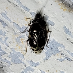 Deraeocoris nebulosus