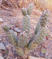 Tephrocactus