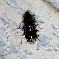 Deraeocoris nebulosus