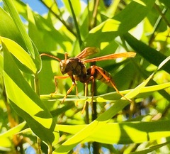 Polistes major