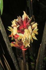Goeppertia variegata