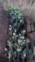 Pachypodium succulentum