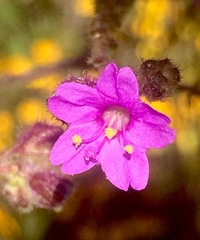 Mirabilis viscosa