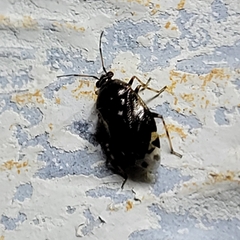 Deraeocoris nebulosus