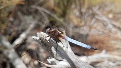 Orthetrum azureum
