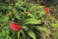 Anthurium