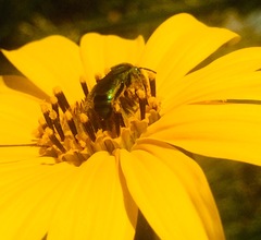 Pseudaugochlora graminea