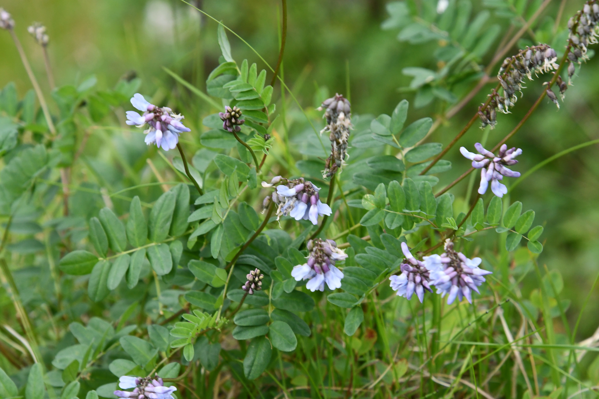 Astragalus norvegicus