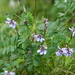 Astragalus norvegicus - Photo (c) Игорь Поспелов,  זכויות יוצרים חלקיות (CC BY-NC), הועלה על ידי Игорь Поспелов