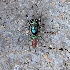 Salticus peckhamae