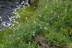 Astragalus norvegicus