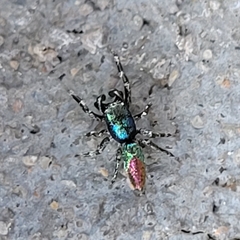 Salticus peckhamae