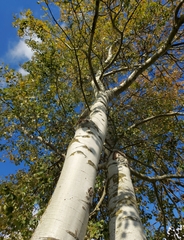 Populus tremula