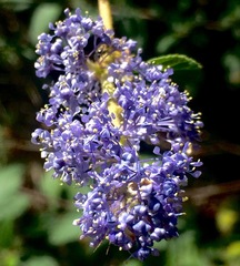 Ceanothus caeruleus