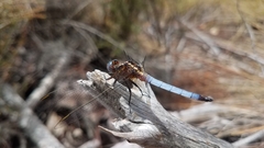 Orthetrum azureum