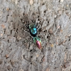 Salticus peckhamae